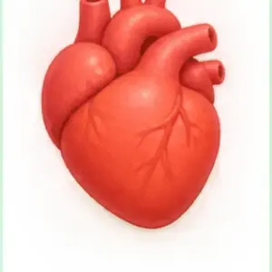 сердце