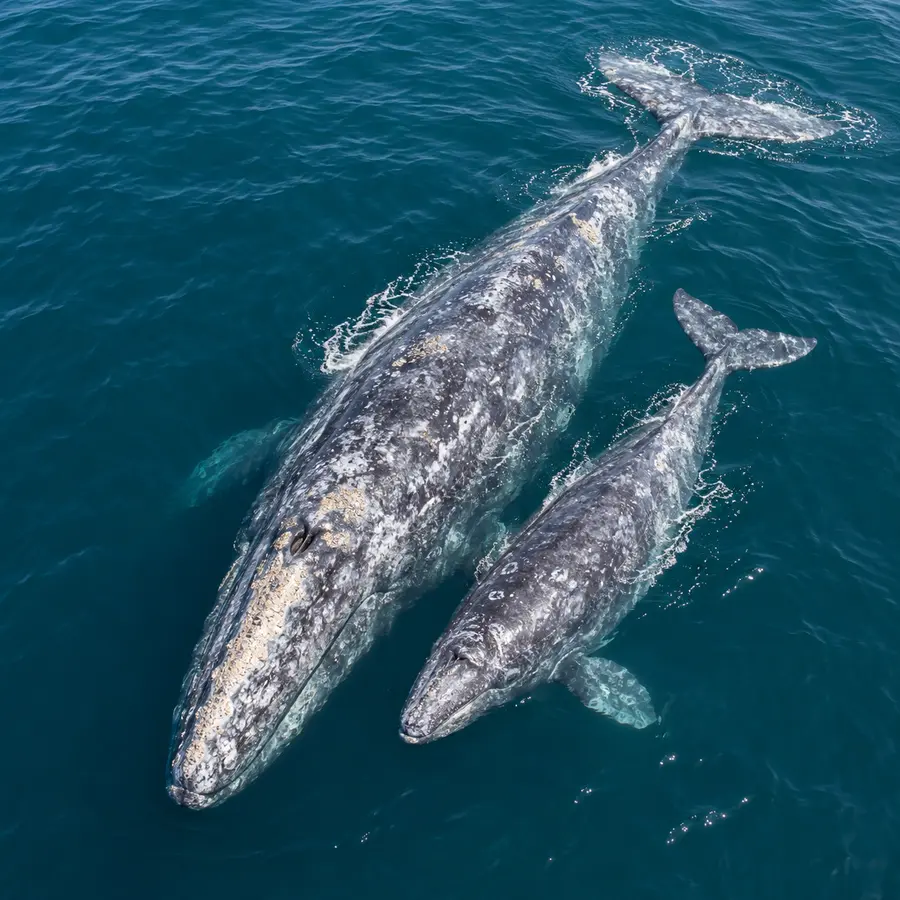 gray whale