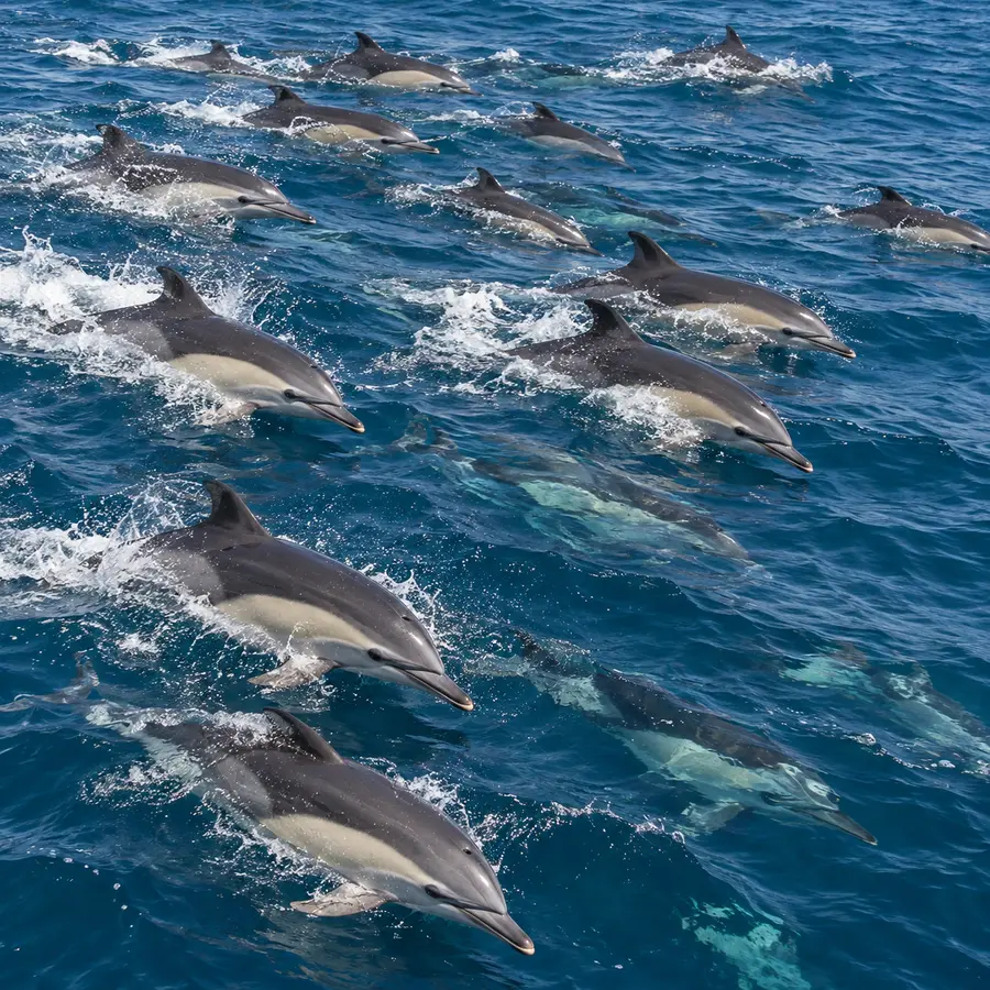 dolphin survey